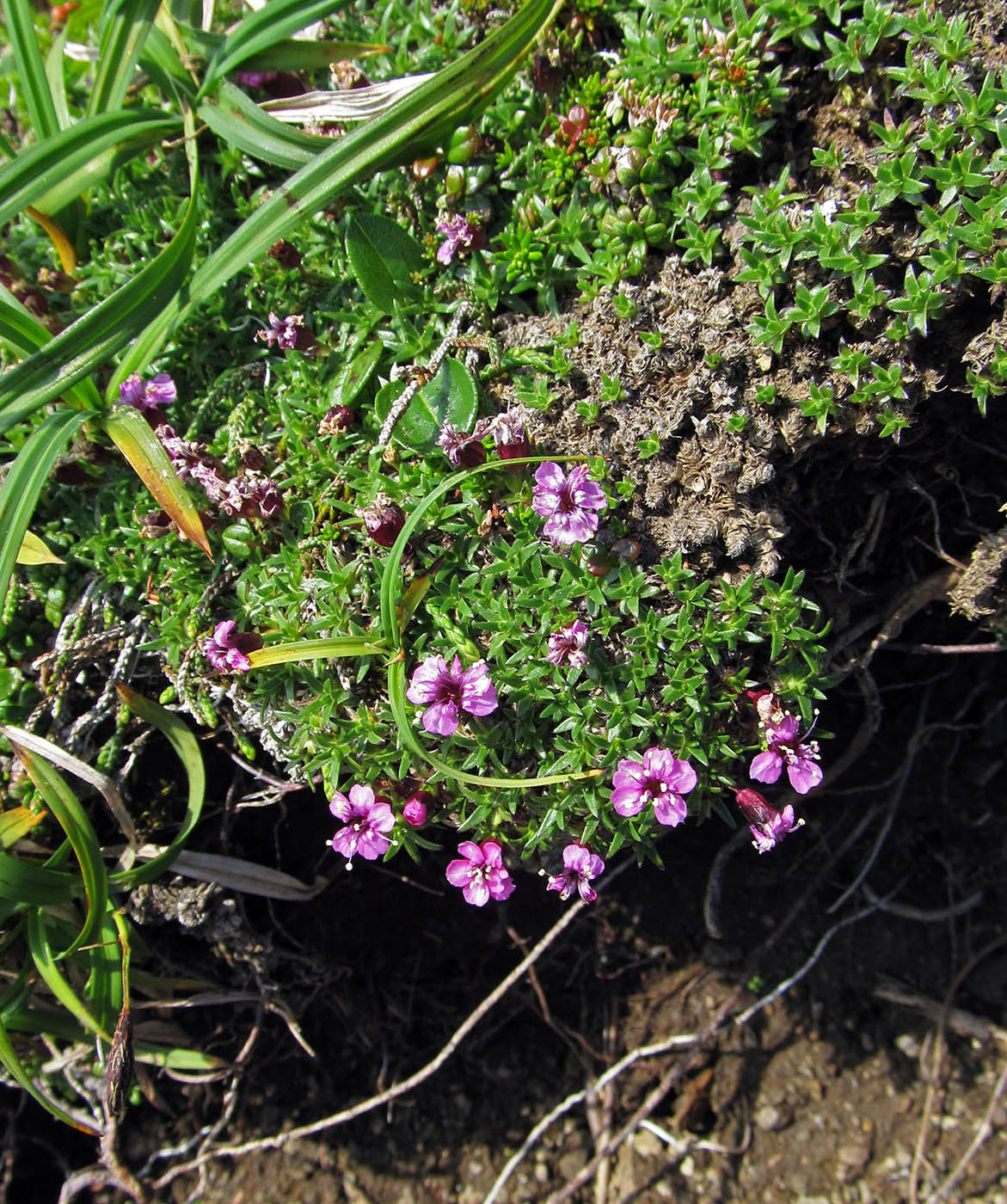 Изображение особи Silene acaulis.