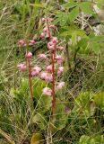 Pyrola incarnata