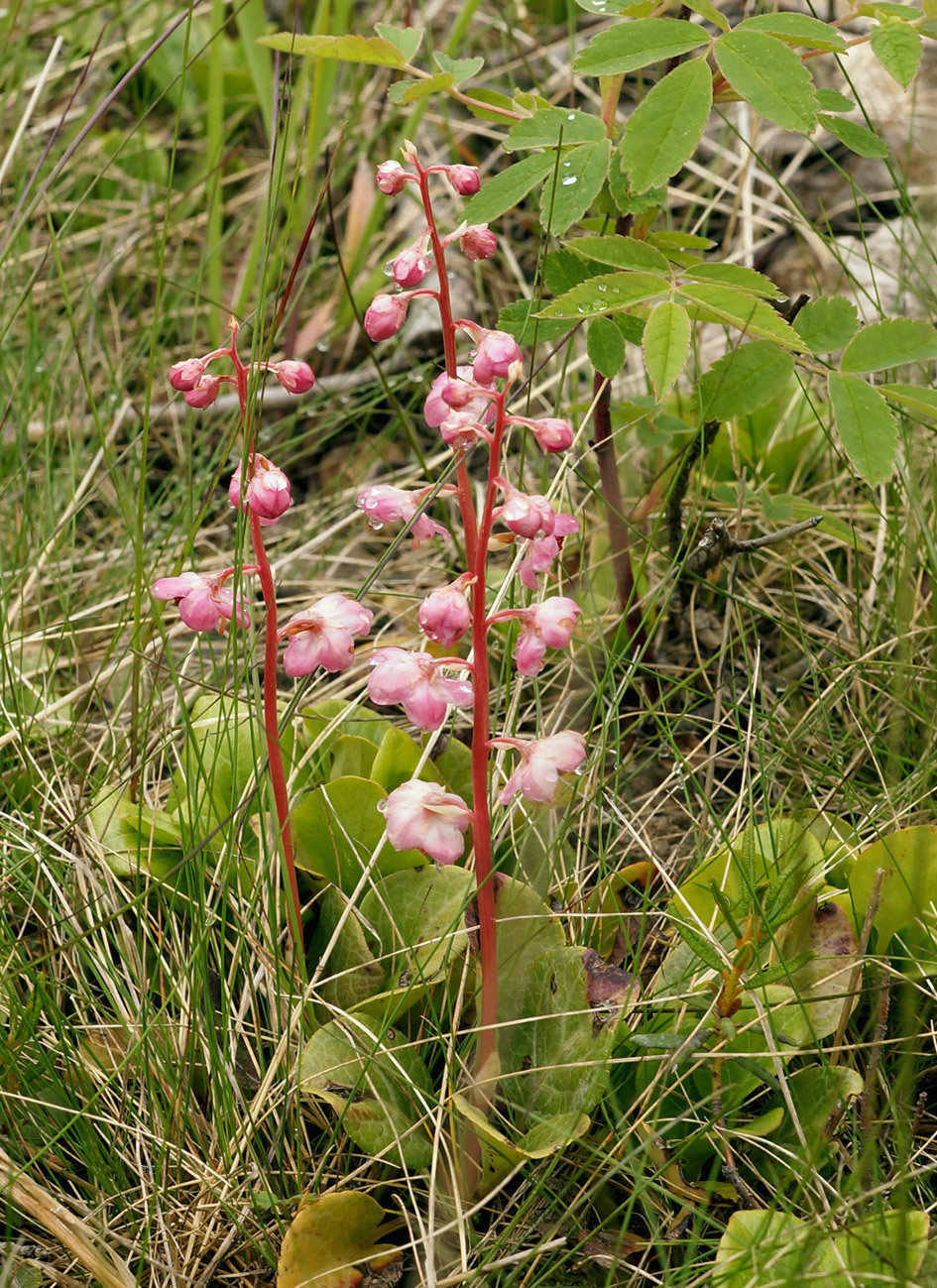 Изображение особи Pyrola incarnata.