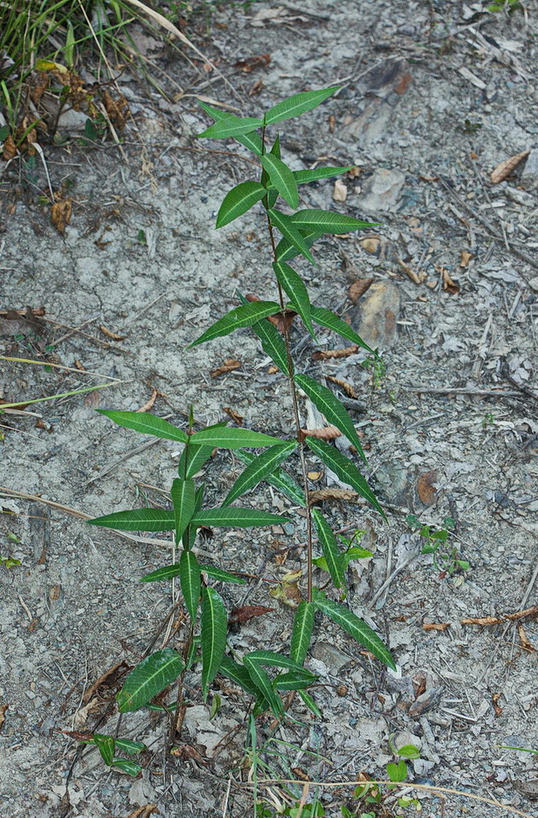 Изображение особи семейство Asclepiadaceae.