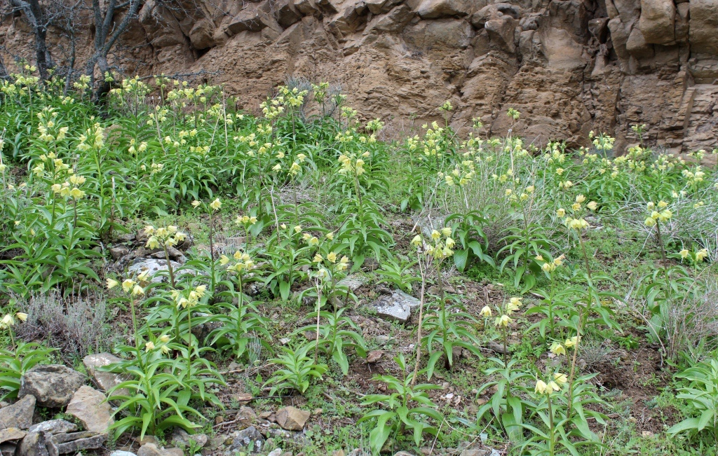 Изображение особи Fritillaria raddeana.