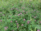 Trifolium medium. Цветущие растения. Свердловская обл., Североуральский городской округ, окр. пос. Крутой Лог, бывшая дер. Высотинка, поляна в сосново-еловом лесу. 29.07.2017.