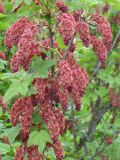 Ribes biebersteinii