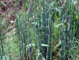 Equisetum hyemale