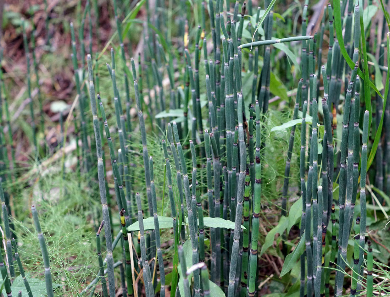 Изображение особи Equisetum hyemale.