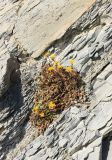 Taraxacum bessarabicum