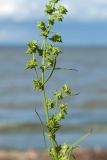 Atriplex littoralis. Часть веточки с соплодиями. Ленинградская обл., Ломоносовский р-н, окр. пос. Лебяжье, побережье Финского залива, песчаный пляж. 27.08.2017.