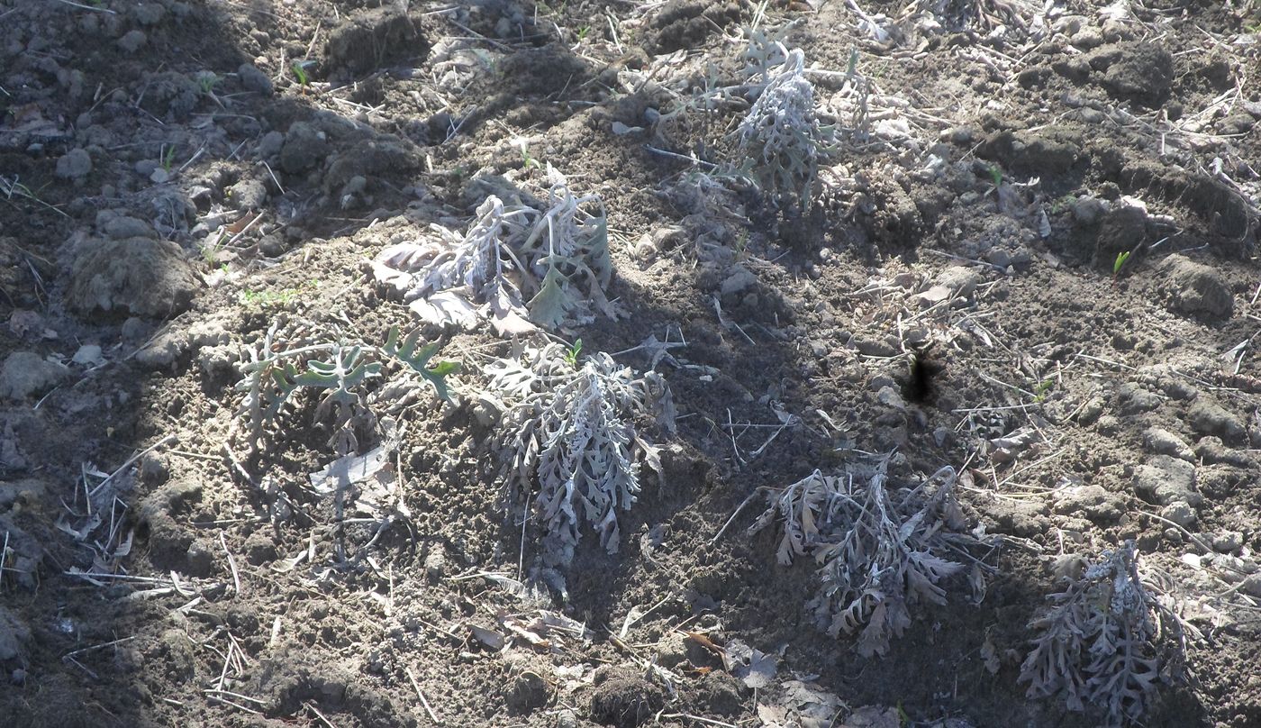 Изображение особи Senecio cineraria.