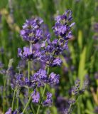 Lavandula angustifolia. Верхушки цветущих побегов. Восточный Казахстан, г. Усть-Каменогорск, Архитектурно-ландшафтный музей-заповедник, в культуре. 25.06.2017.