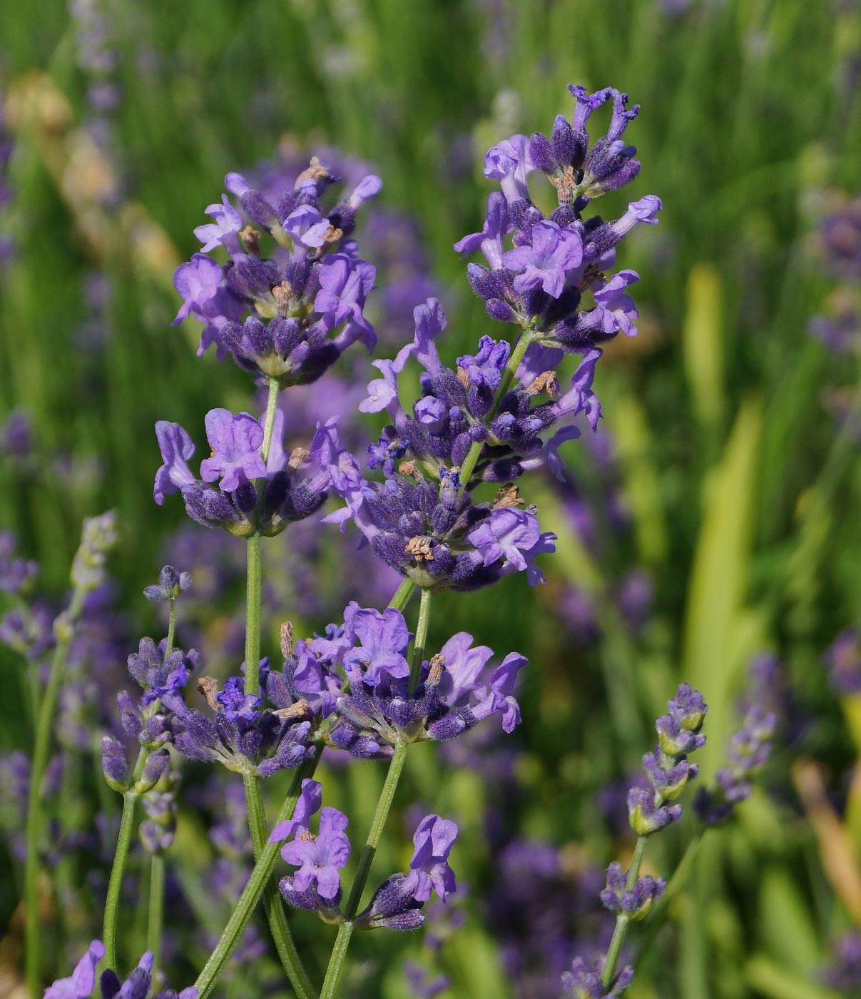 Изображение особи Lavandula angustifolia.