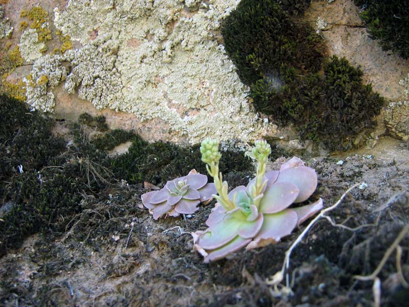 Изображение особи Rosularia glabra.