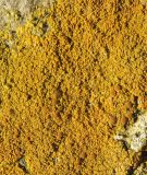 genus Caloplaca