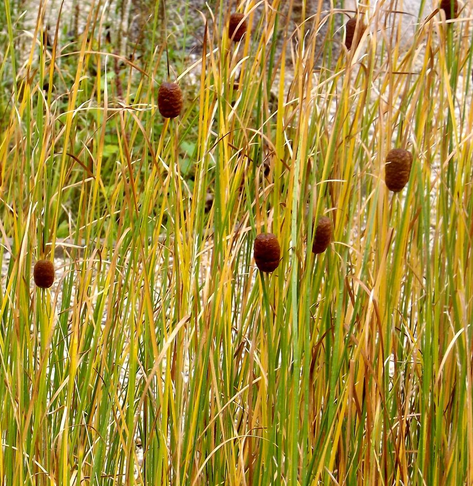 Изображение особи Typha minima.