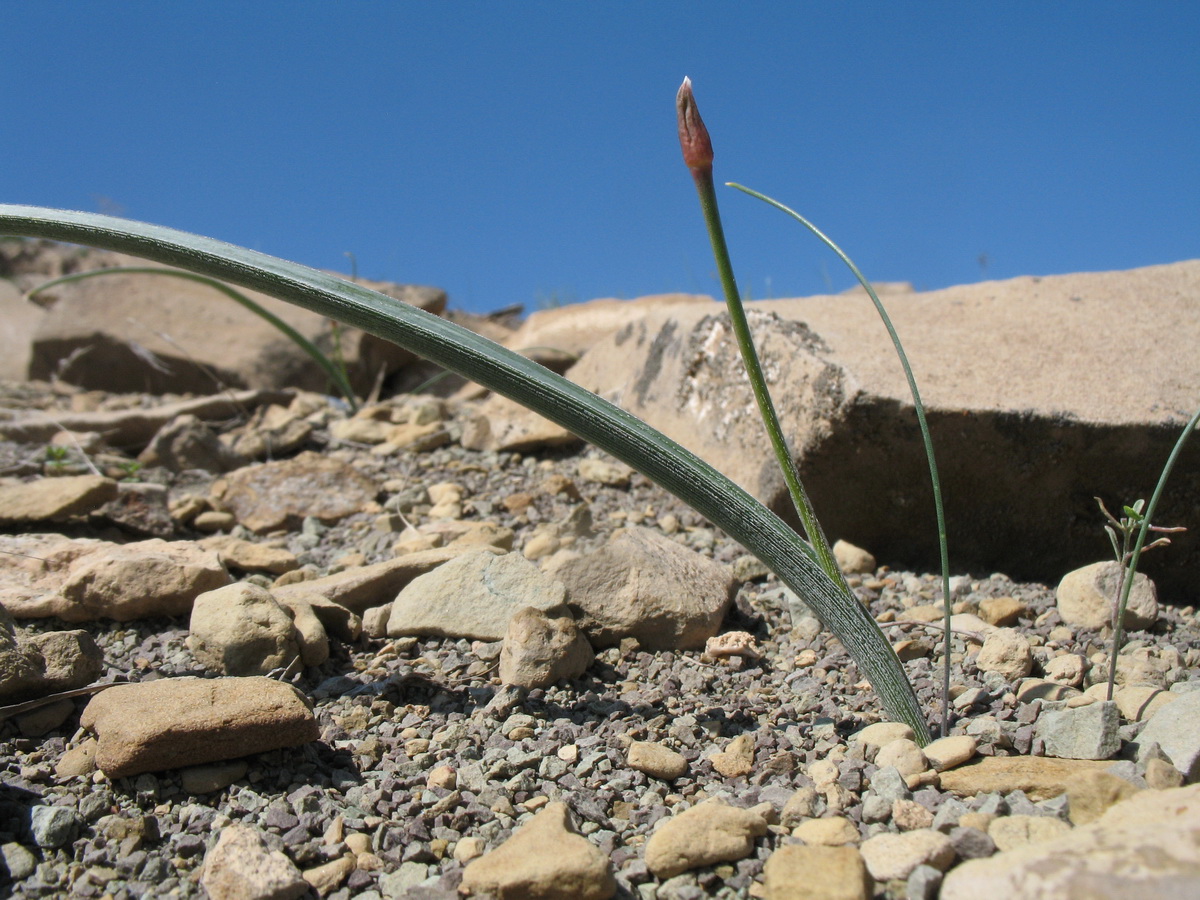 Image of Allium dasyphyllum specimen.