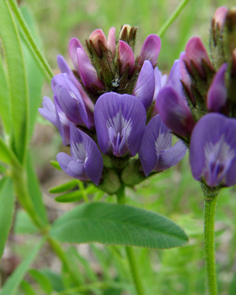 Изображение особи Astragalus danicus.