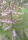 genus Tamarix. Ветвь с соцветиями. Краснодарский край, г. Тихорецк. 10.05.2018.