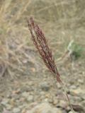 genus Bothriochloa