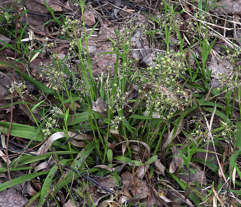 Image of Luzula pilosa specimen.