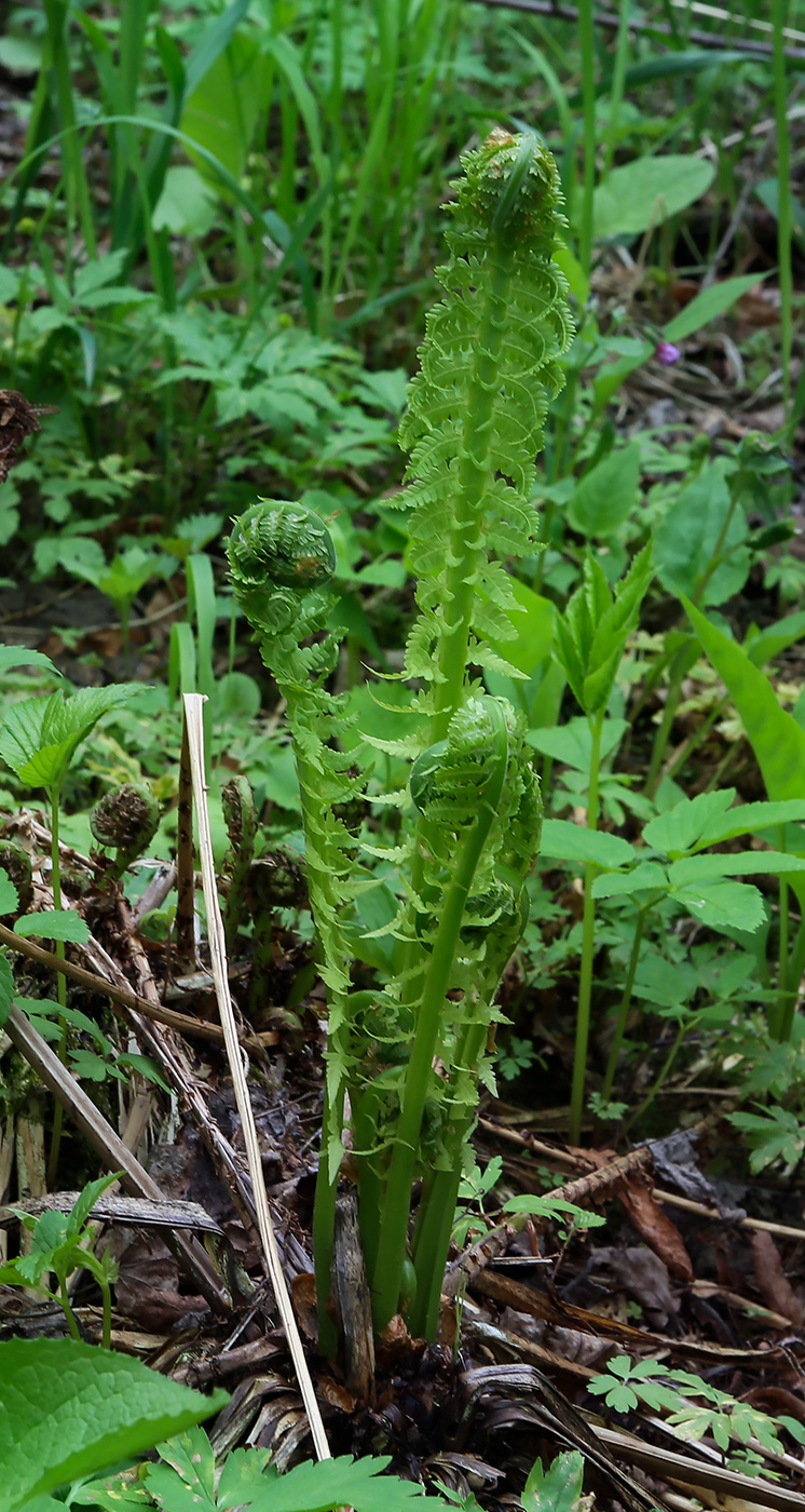 Изображение особи Matteuccia struthiopteris.