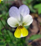 Viola tricolor. Цветок. Украина, Киевская обл., Вышгородский р-н, севернее с. Лебедевка, левый берег дренажного канала. 23 мая 2010 г.