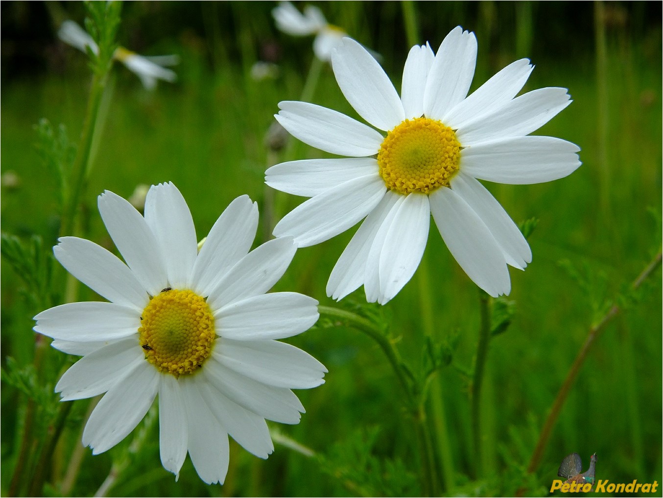 Изображение особи Anthemis cotula.