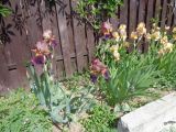 Iris × hybrida