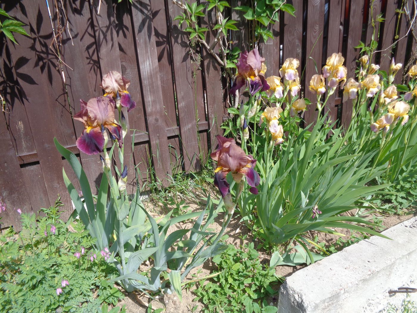 Image of Iris × hybrida specimen.