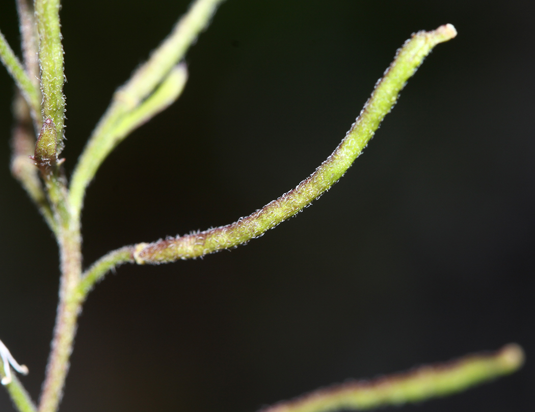 Изображение особи Braya humilis.