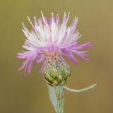 Centaurea borysthenica. Соцветие. Ростовская обл., Усть-Донецкий р-н, окр. станицы Раздорская, степной склон. 24.06.2018.