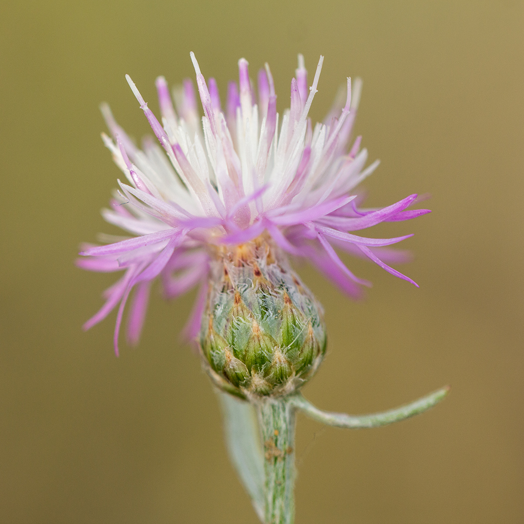 Изображение особи Centaurea borysthenica.