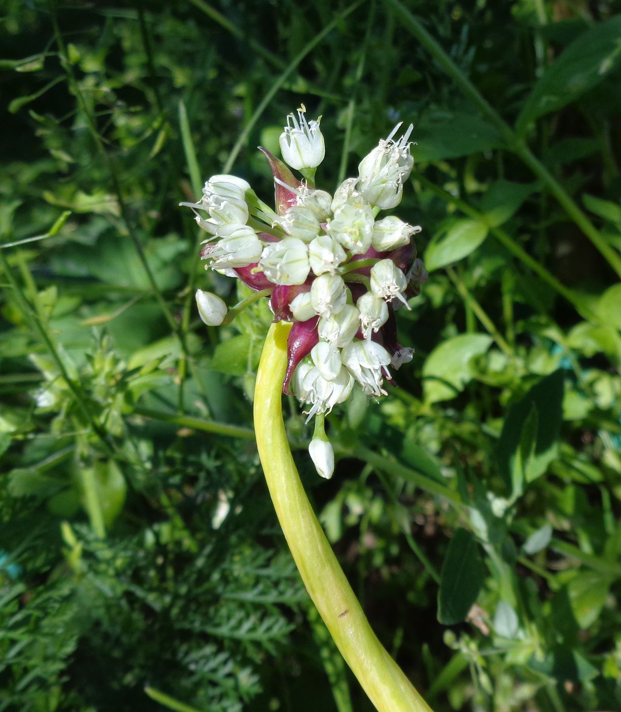 Image of Allium &times; proliferum specimen.