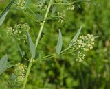 род Thalictrum. Часть цветущей веточки (видна абаксиальная сторона листьев). Пермь, Свердловский р-н, в городском озеленении. 27 июля 2018 г.