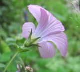 Linum hypericifolium. Верхушка побега с цветком. Кабардино-Балкария, Эльбрусский р-н, окр. пос. Эльбрус, ок. 2000 м н.у.м., берег ручья. 07.08.2018.