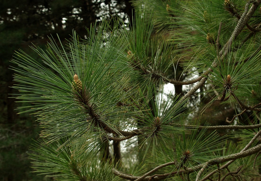 Изображение особи Pinus roxburghii.