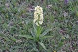 Dactylorhiza romana subspecies georgica. Цветущее растение. Грузия, Боржоми-Харагаульский национальный парк, маршрут №1; гора Ломис-Мта, ≈ 2100 м н.у.м., предвершинный пастбищный луг. 25.05.2018.