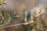 Astragalus albicaulis. Верхушка побега с соцветием. Воронежская обл., Подгоренский р-н, окр. с. Белогорье, меловой склон. 19.08.2018.