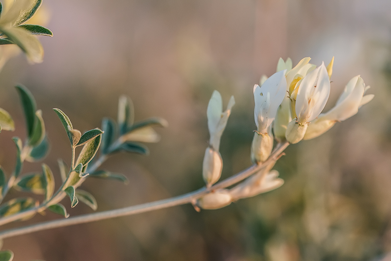 Image of Astragalus albicaulis specimen.