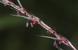 Miscanthus sacchariflorus