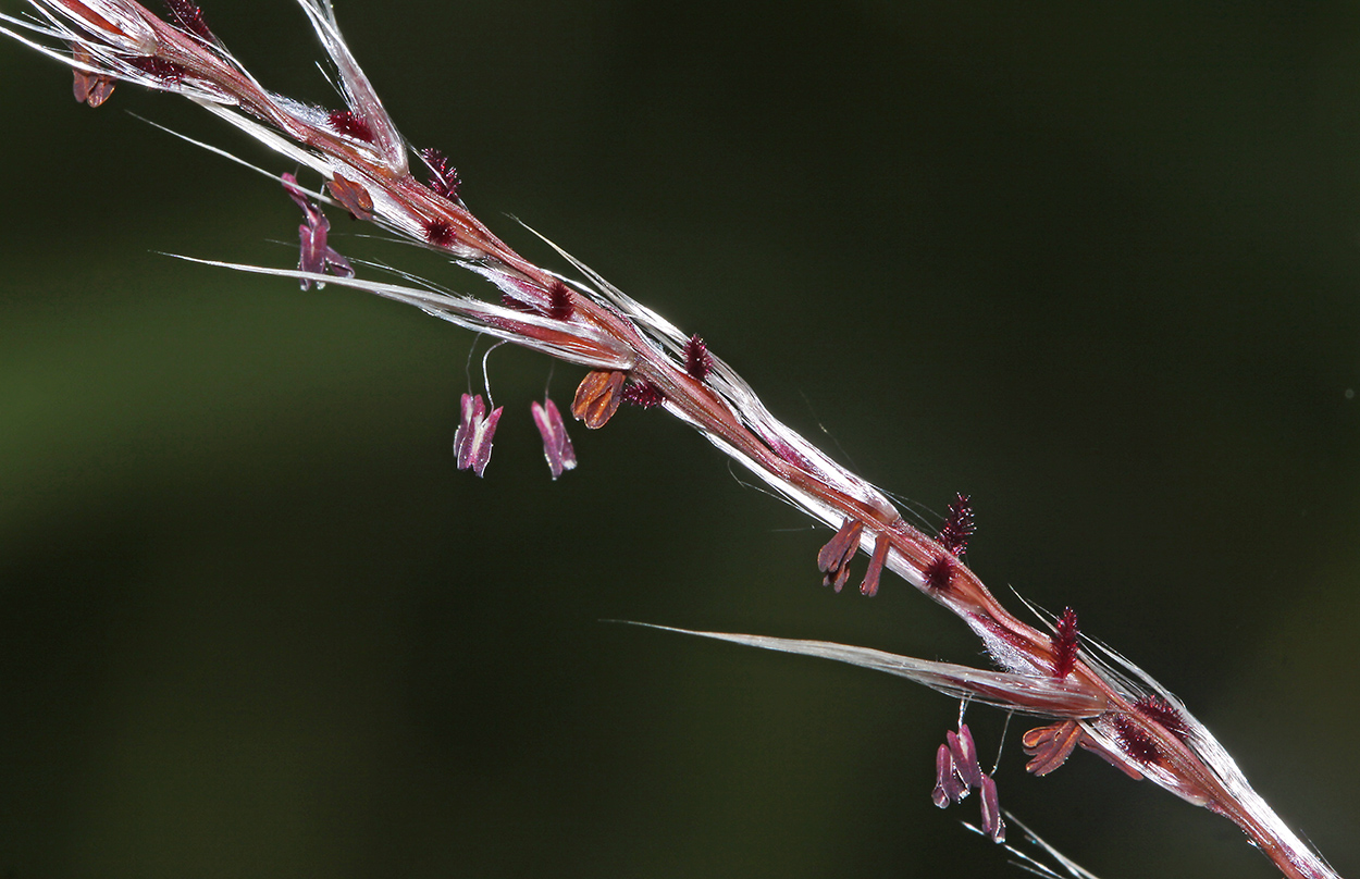 Изображение особи Miscanthus sacchariflorus.