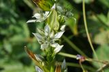Swertia iberica