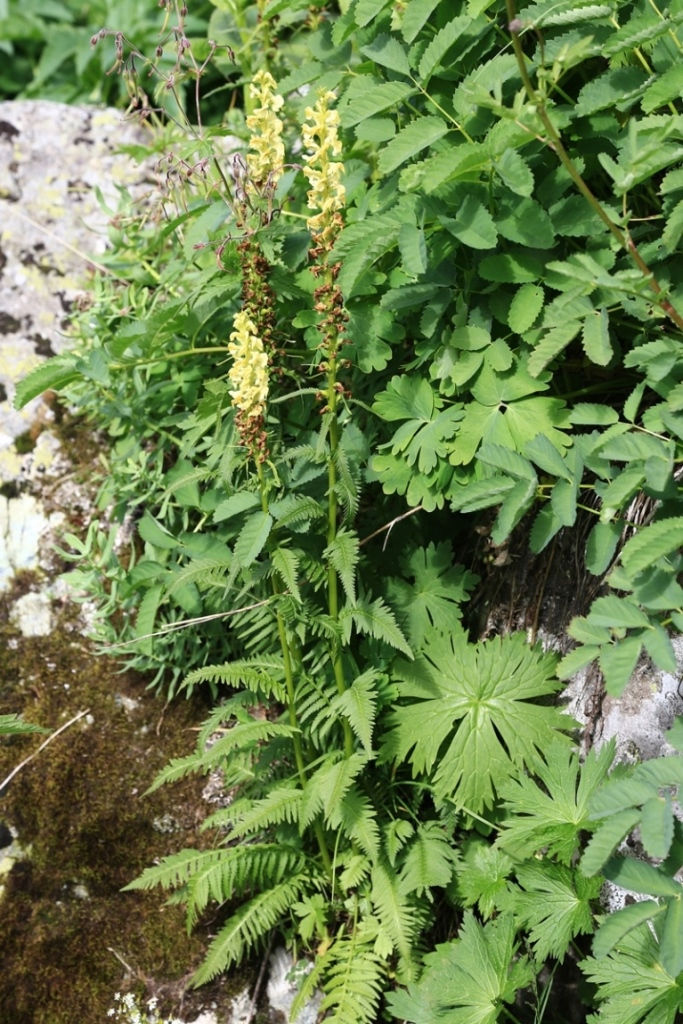 Изображение особи Pedicularis incarnata.