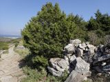 Juniperus phoenicea