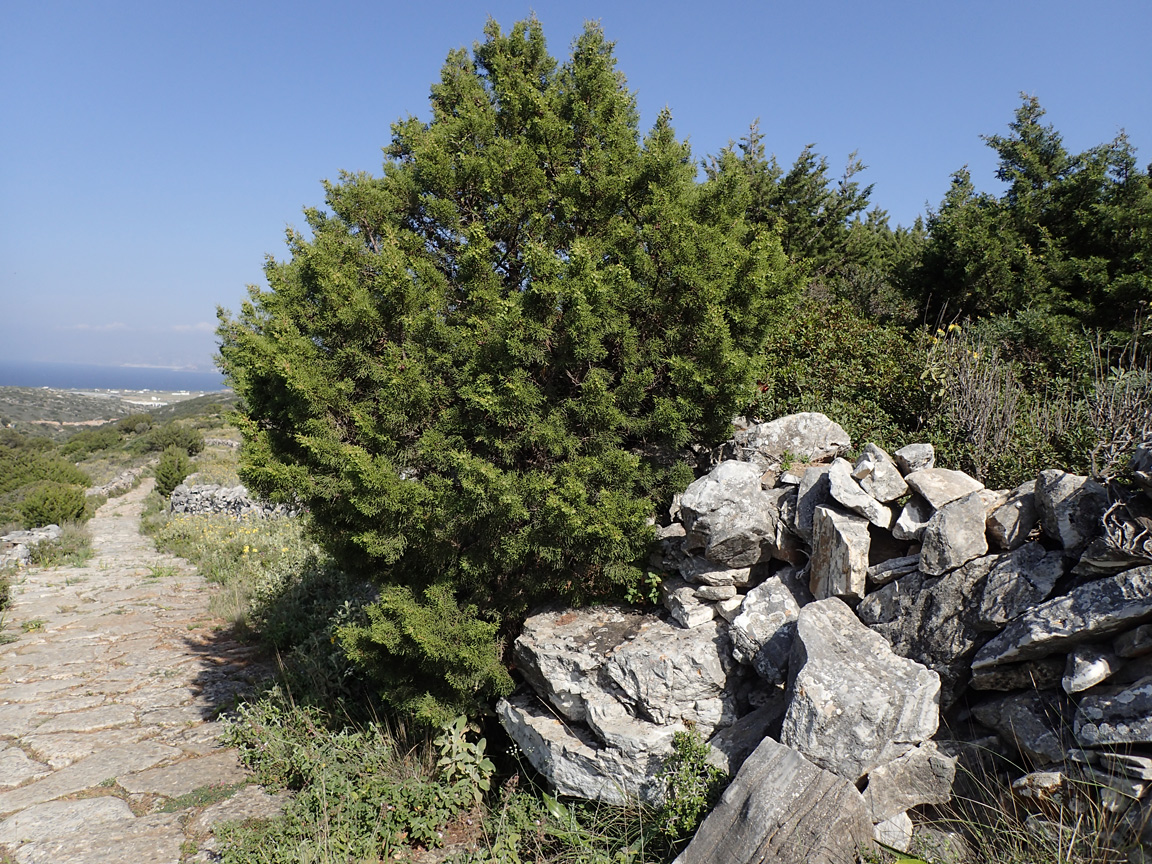 Изображение особи Juniperus phoenicea.
