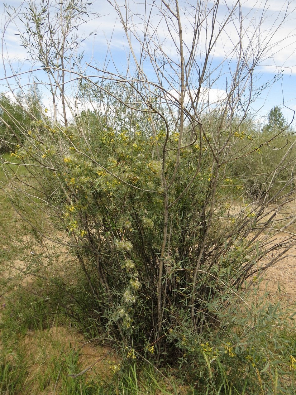 Изображение особи Clematis orientalis.