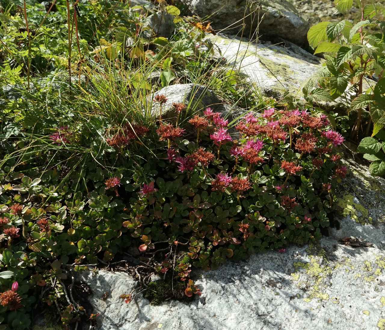 Image of Sedum spurium specimen.