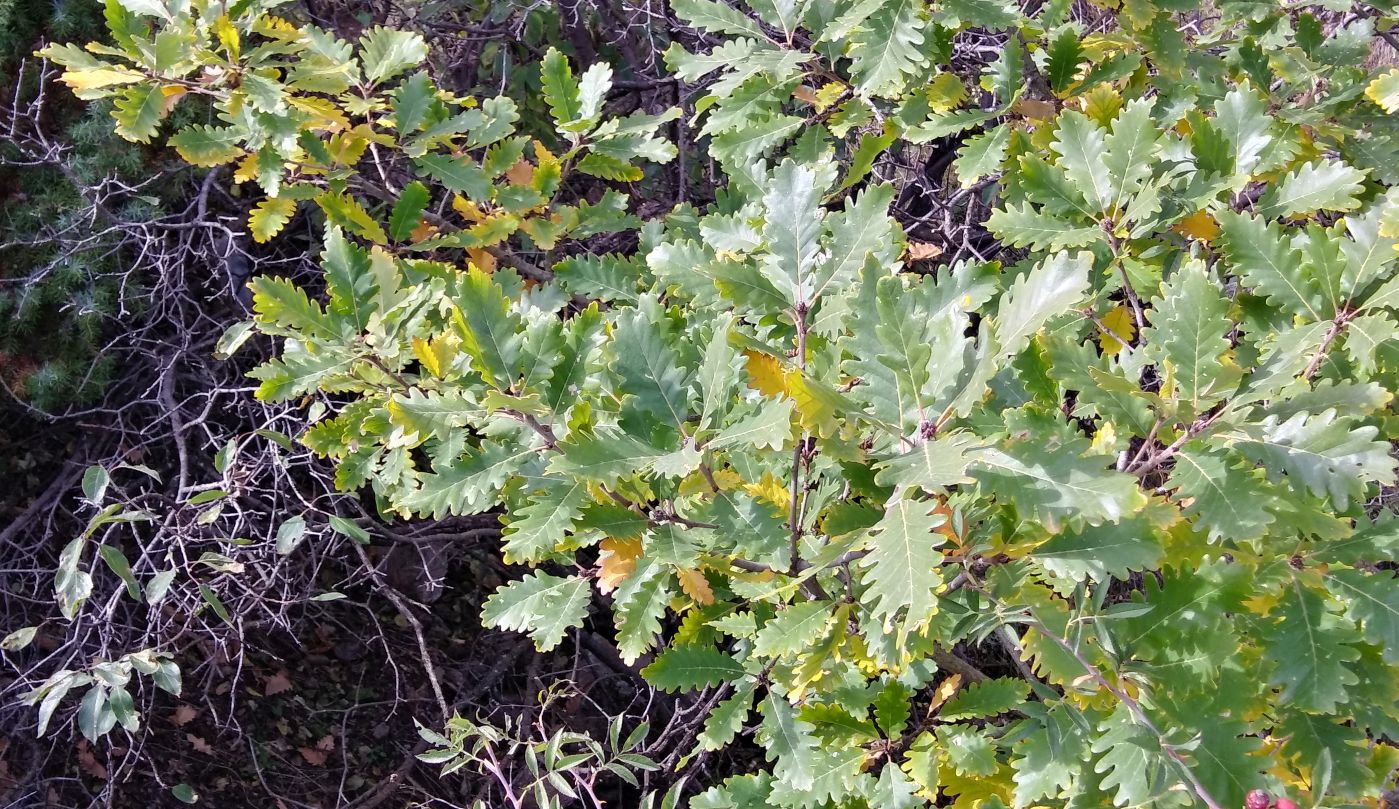 Image of genus Quercus specimen.