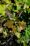 Rhododendron mucronulatum