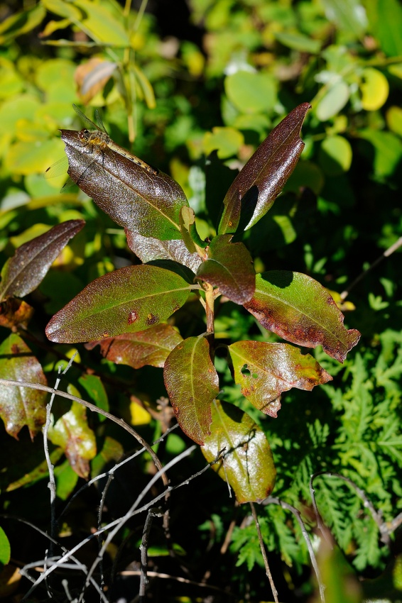 Изображение особи Rhododendron mucronulatum.