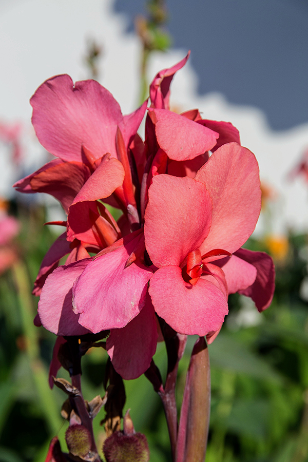 Image of genus Canna specimen.