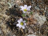 Pulsatilla tenuiloba